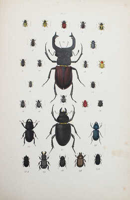 [Прославленный энтомологический музей. Иконографическое естествознание насекомых. Т. 1. 